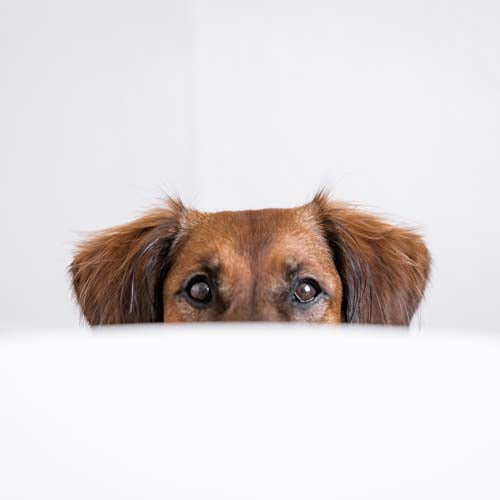a picture of brown-dog-looking-into-the-camera-as-she-s-peeking for article BEST DOG BREEDS FOR SENIORS, SURPRISING FACTS