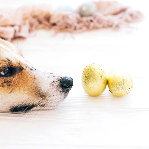 a picture of a cute-dog-lying-at-stylish-easter-chocolate-eggs- for article cute-dog-lying-at-stylish-easter-chocolate-eggs- for article: can dogs eat eggs? facts you need to know.